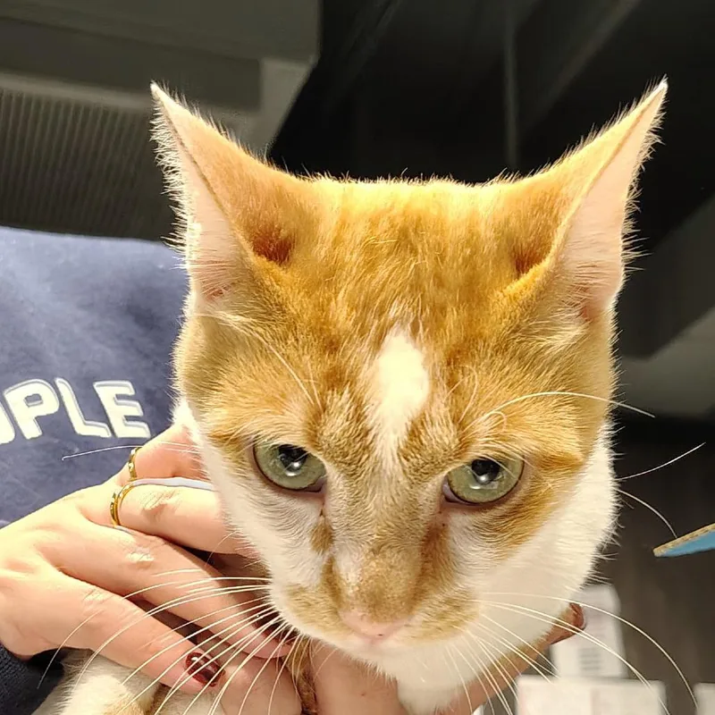 An adult medium-sized male Orange / Red Domestic Short Hair cat named Jagger for adoption in Tampa, FL
