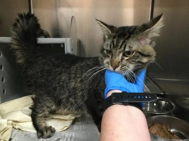 A young small-sized male Domestic Medium Hair cat named Amore for adoption in Thousand Palms, CA