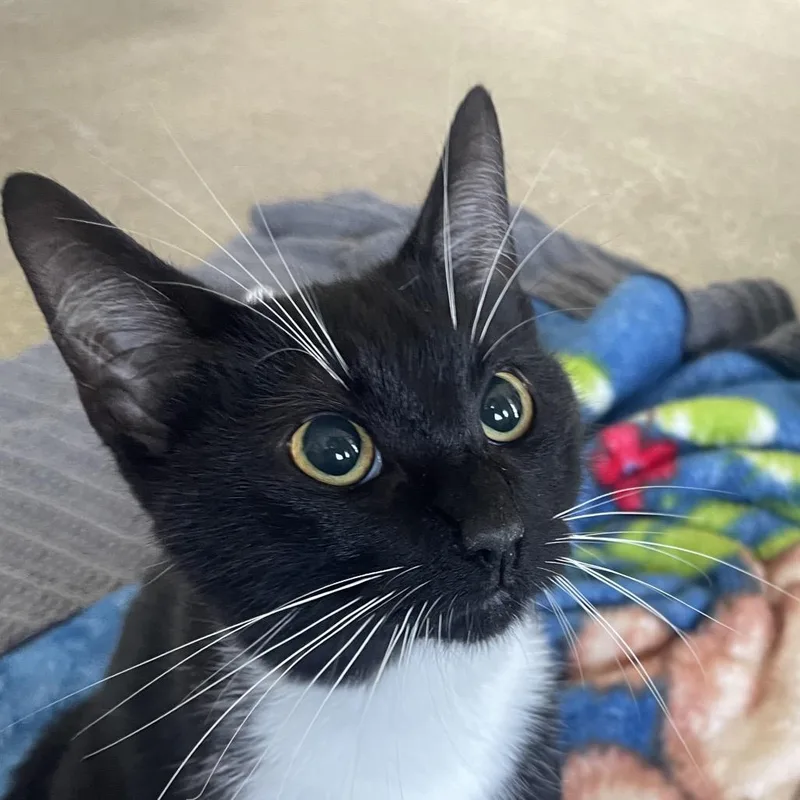 An adult medium-sized female Black Domestic Short Hair cat named Tangela for adoption in Chicago, IL