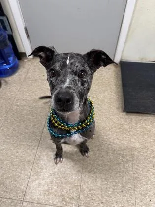 An adult medium-sized male Catahoula Leopard Dog dog named Jr for adoption in St. Anne, IL