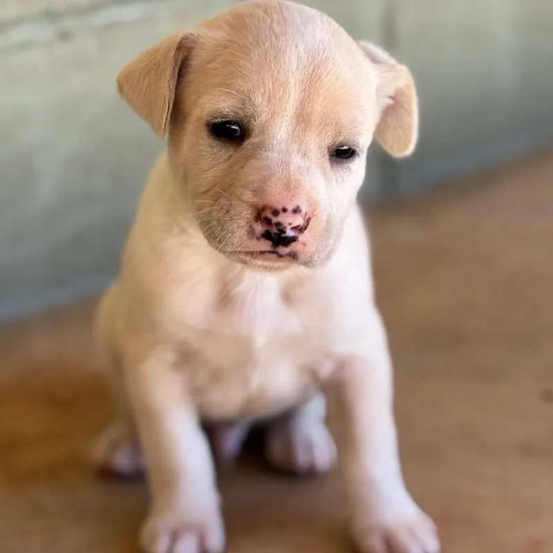 A baby medium-sized male Retriever dog named Magic for adoption in Huntsville, AL