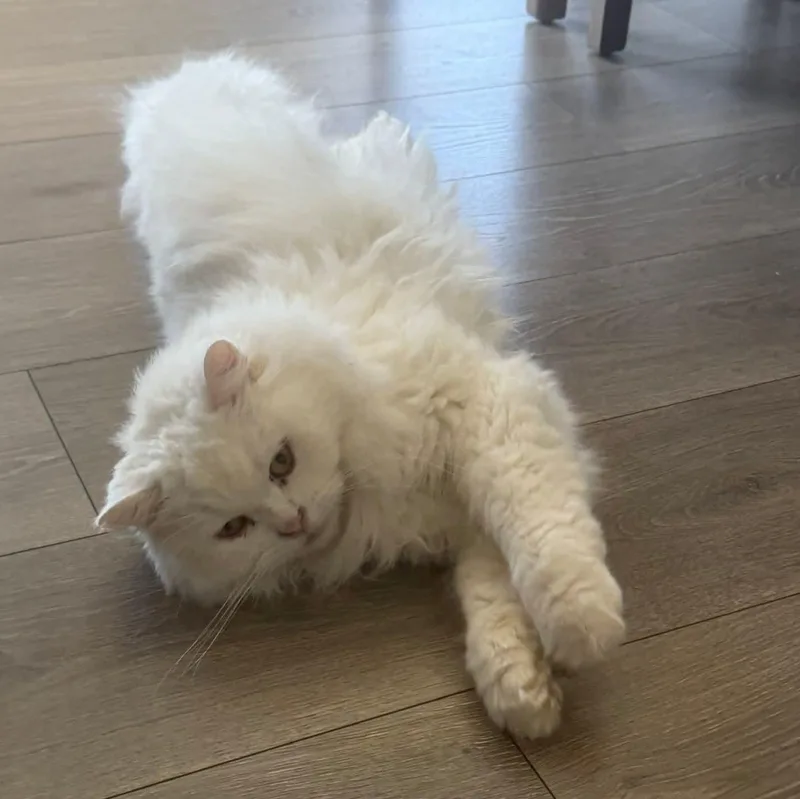 An adult medium-sized male White Domestic Long Hair cat named Ghost for adoption in Fairborn, OH