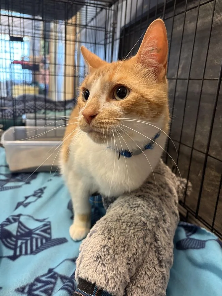 An adult medium-sized male Orange & White Domestic Short Hair cat named Lucky for adoption in Evansville, IN