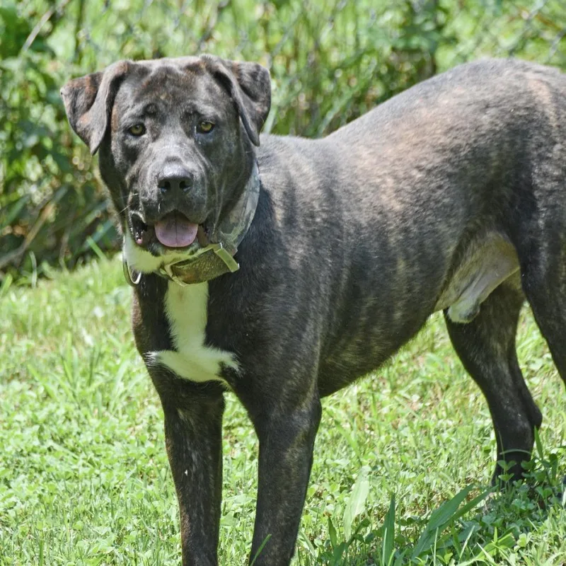 A young large-sized male Brown / Chocolate Mixed Breed dog named LJ Tucker for adoption in Columbus, NC