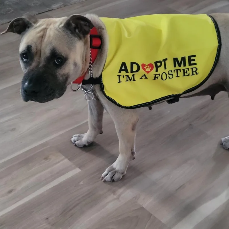 An adult medium-sized female Yellow / Tan / Blond / Fawn American Staffordshire Terrier dog named Athena for adoption in Hobe Sound, FL