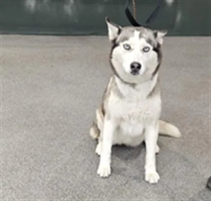 An adult medium-sized female Siberian Husky dog named Lassy for adoption in Los Angeles, CA