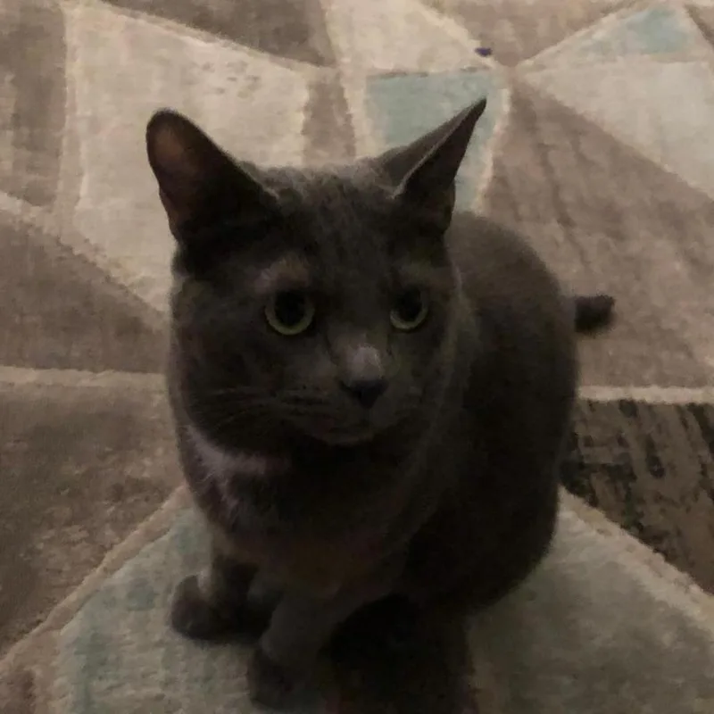 An adult small-sized female Gray / Blue / Silver Russian Blue cat named Sweet Tina for adoption in Long Beach, CA