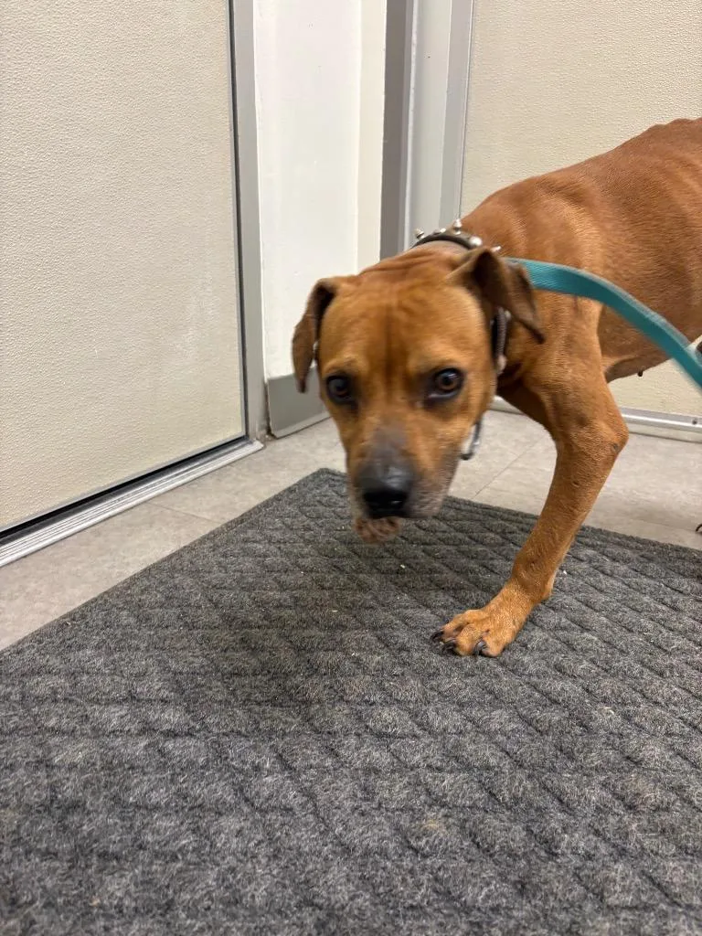 A young small-sized male Mixed Breed dog named Nugget for adoption in Bossier City, LA