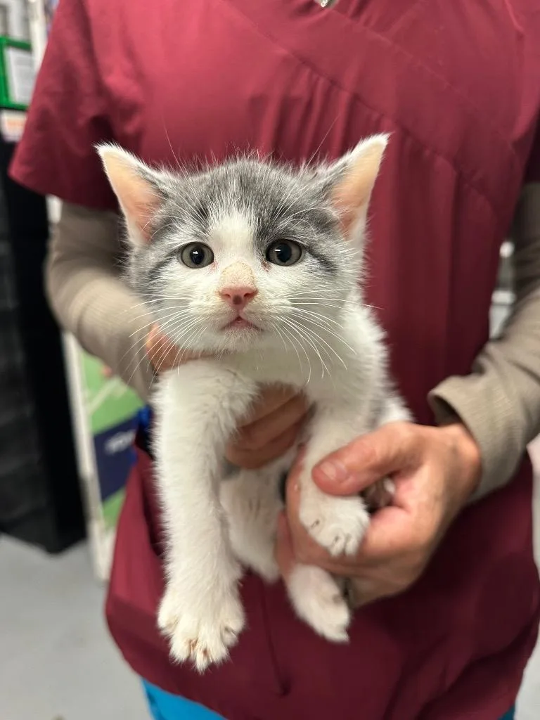 A baby small-sized male Domestic Short Hair cat named Menace for adoption in Ewing, NJ