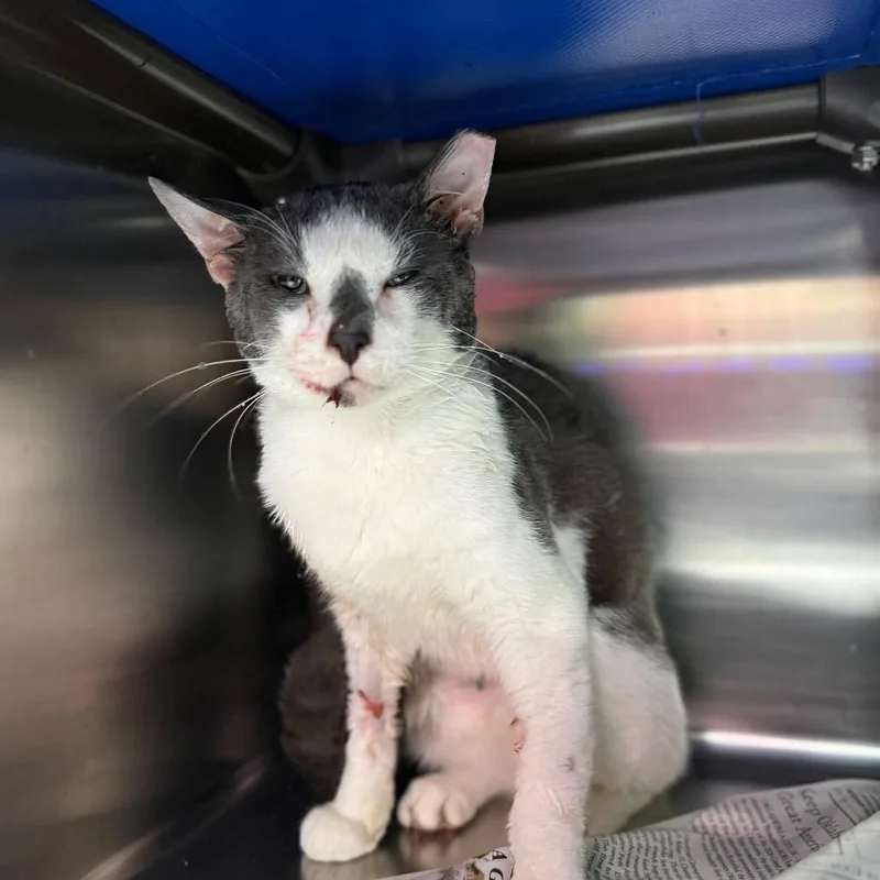 An adult medium-sized male Gray / Blue / Silver Domestic Short Hair cat named Hughie for adoption in Pauls Valley, OK