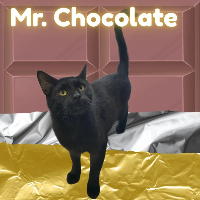 Mr. Chocolate