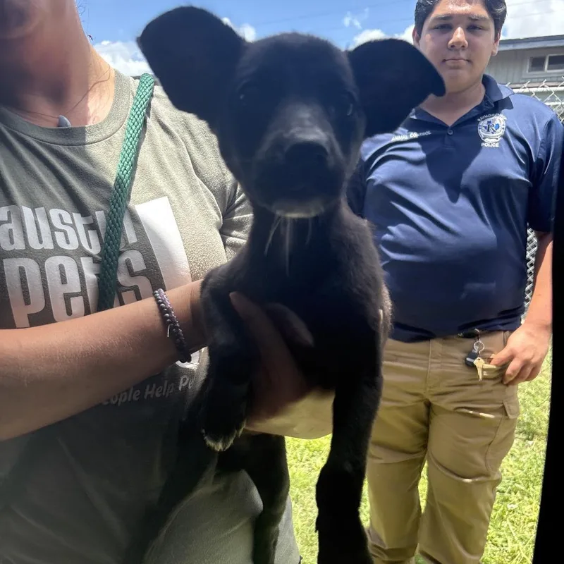 A baby medium-sized female Black Mixed Breed dog named Bubbles for adoption in Austin, TX
