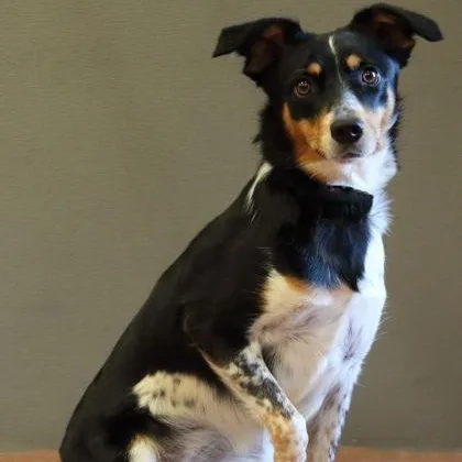 An adult medium-sized female Black Australian Shepherd dog named Pepper for adoption in Rapid City, SD