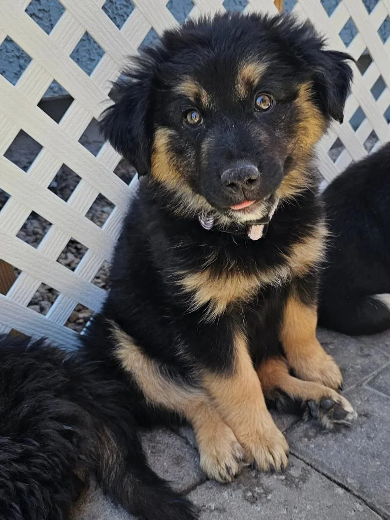 A baby medium-sized male Shepherd dog named Brian for adoption in Mesa, AZ