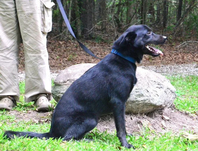 An adult medium-sized male Tricolor (Brown, Black, & White) Labrador Retriever dog named Davey for adoption in Willingboro, NJ