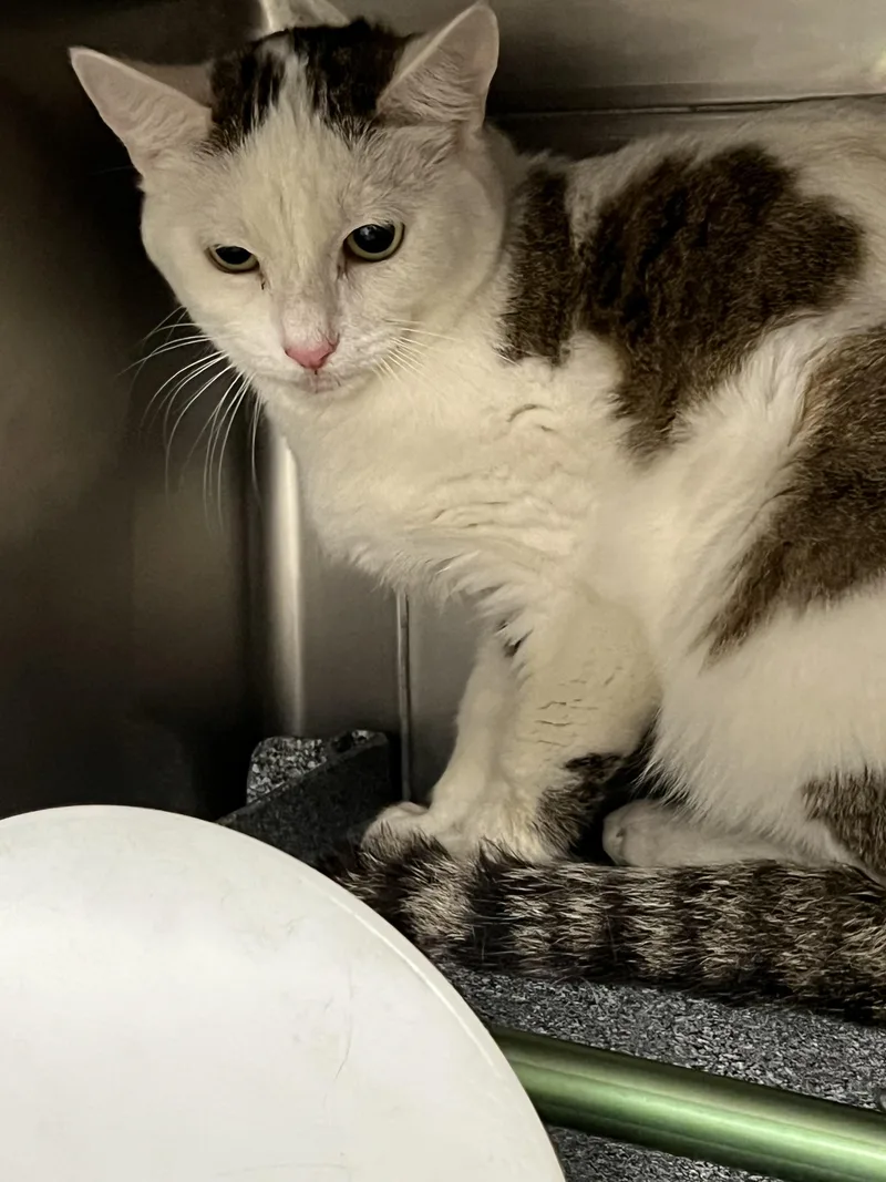 An adult medium-sized female Domestic Short Hair cat named A for adoption in Chatsworth, CA