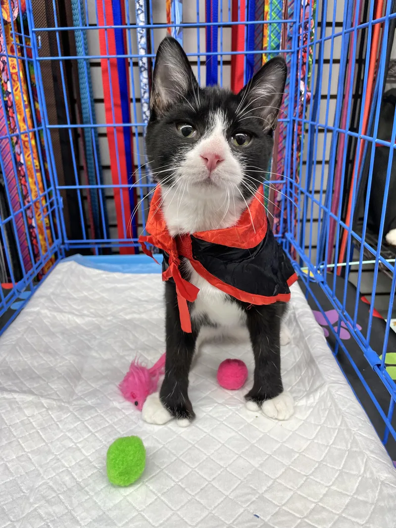 A baby small-sized male Black & White / Tuxedo Domestic Short Hair cat named Charming for adoption in Bayside, NY