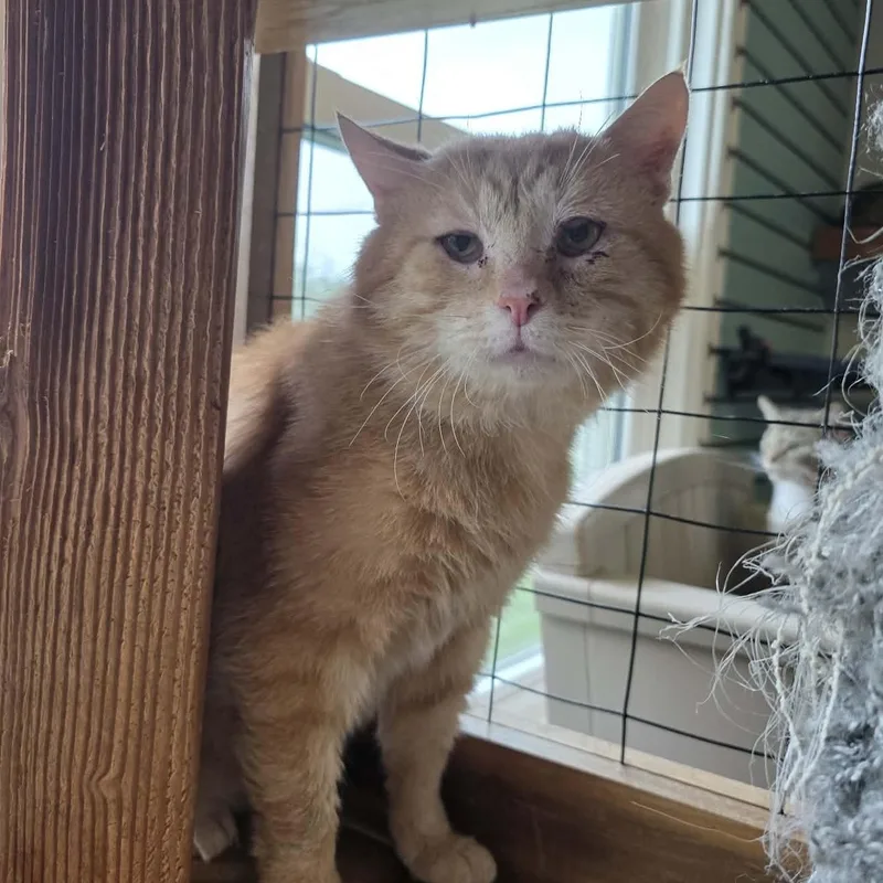 An adult large-sized male Tabby (Orange / Red) Tabby cat named Topaz for adoption in Shippenville, PA