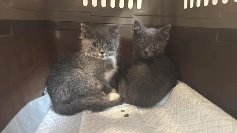 A baby medium-sized male Gray / Blue / Silver Domestic Short Hair cat named Goose for adoption in Lansing, MI