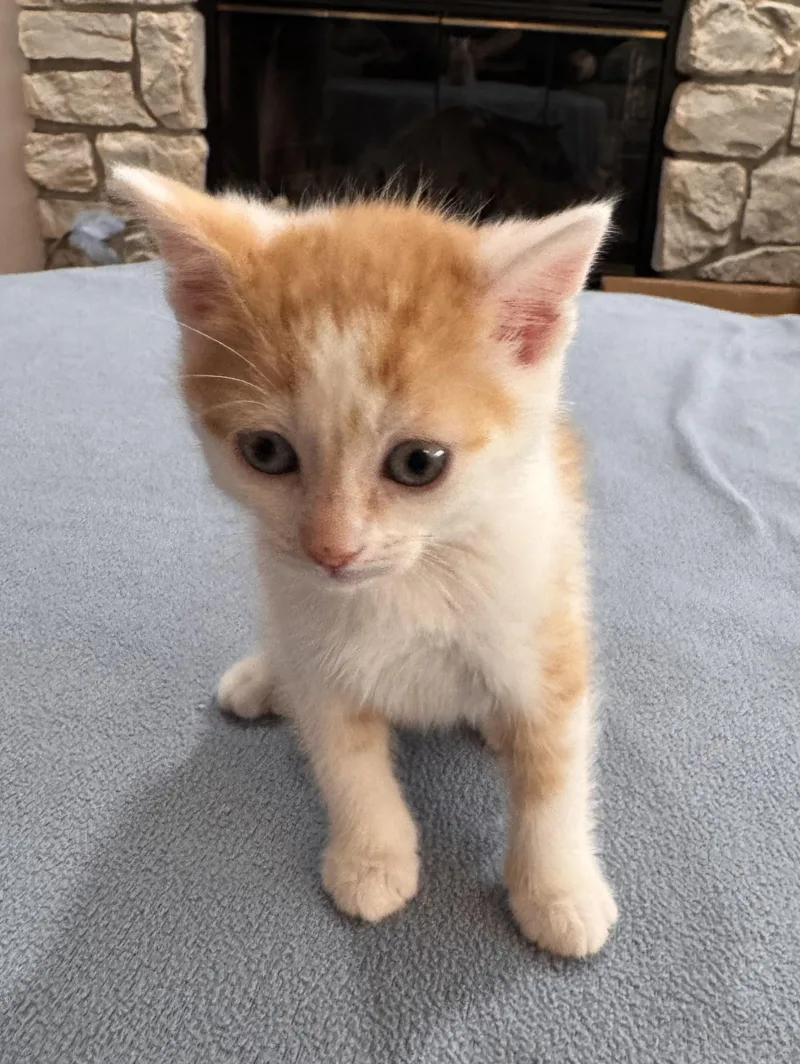 A baby medium-sized female Orange & White Domestic Short Hair cat named Etta for adoption in Detroit, MI