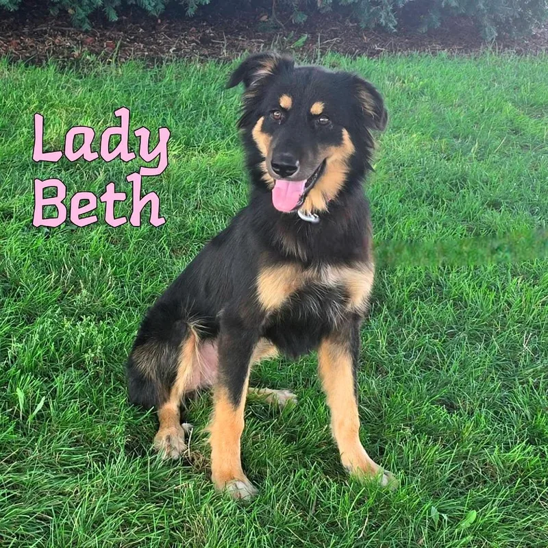 An adult medium-sized female Black Mixed Breed dog named Lady Beth for adoption in Joliet, IL