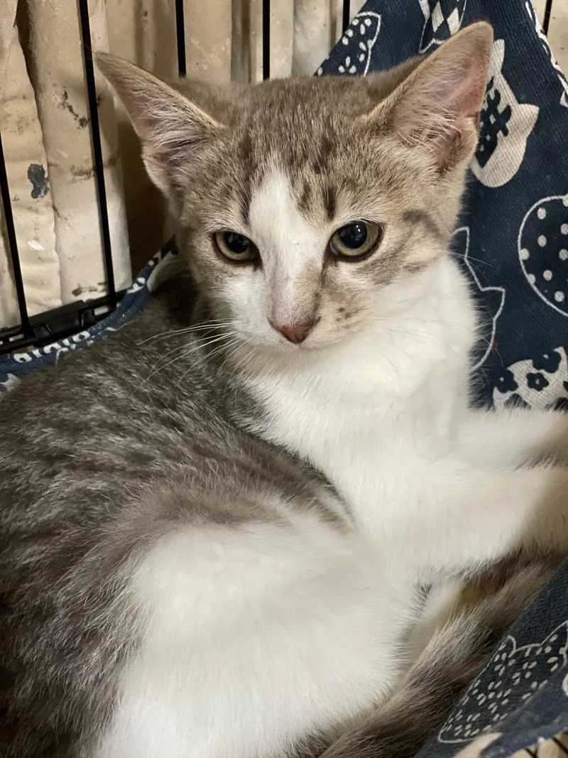 A baby medium-sized female Tabby cat named Sweet pea for adoption in Island Lake, IL