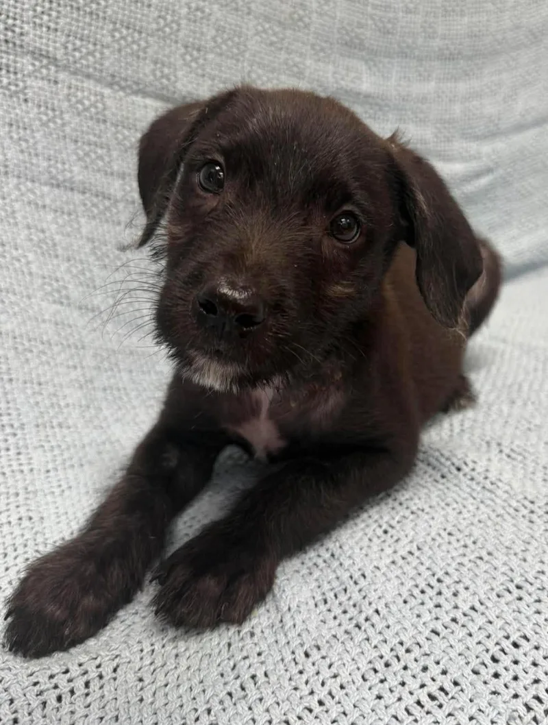 A baby medium-sized male Black Terrier dog named Milo for adoption in Maryville, MO