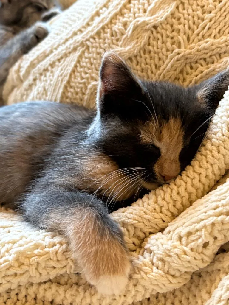 A baby small-sized female Domestic Short Hair cat named Ella for adoption in Meriden, CT