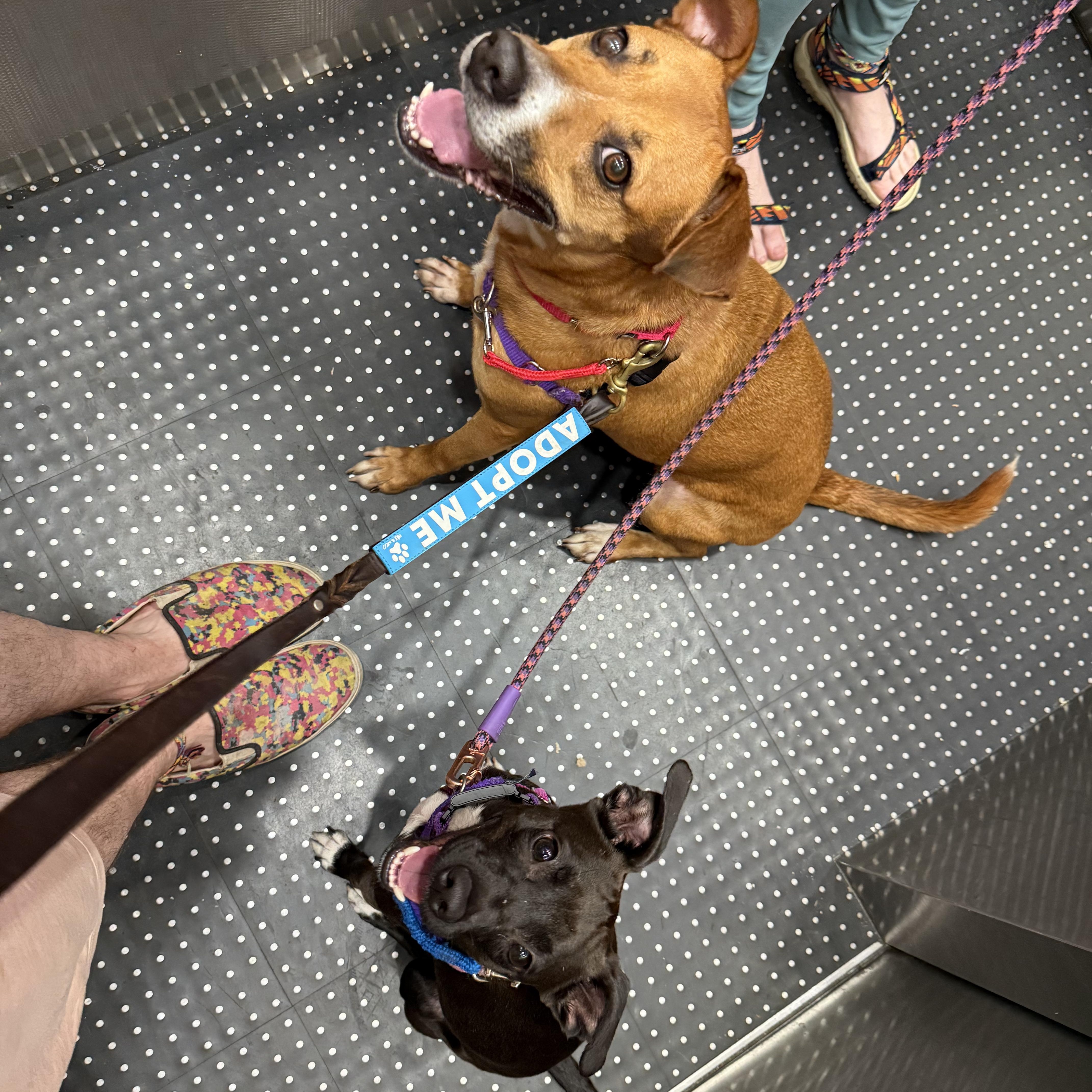 An adult medium-sized female Mixed Breed dog named Dolce for adoption in Brooklyn, NY