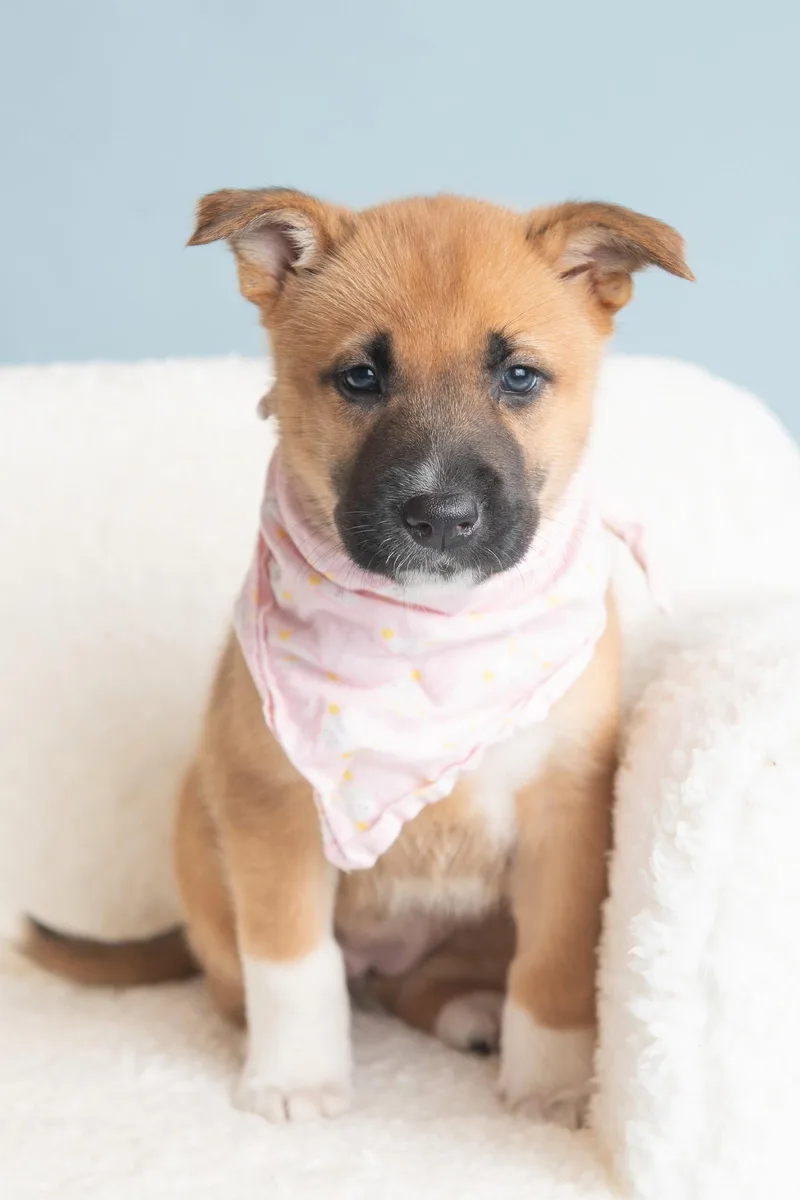 A baby large-sized female German Shepherd Dog dog named Vacay: Passport for adoption in Palo Alto, CA