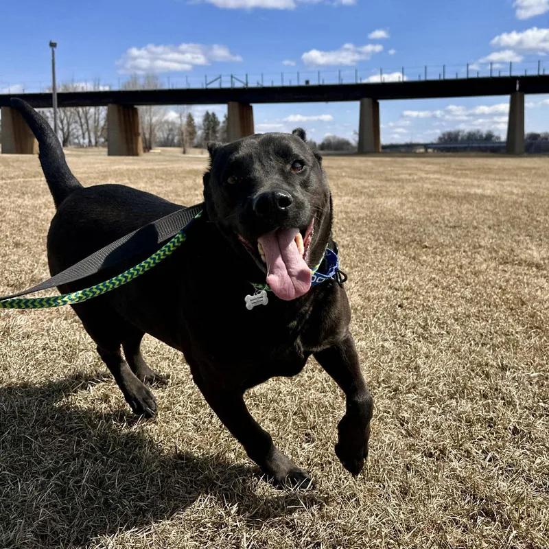 An adult large-sized male Labrador Retriever dog named Elvis for adoption in Grand Forks, ND