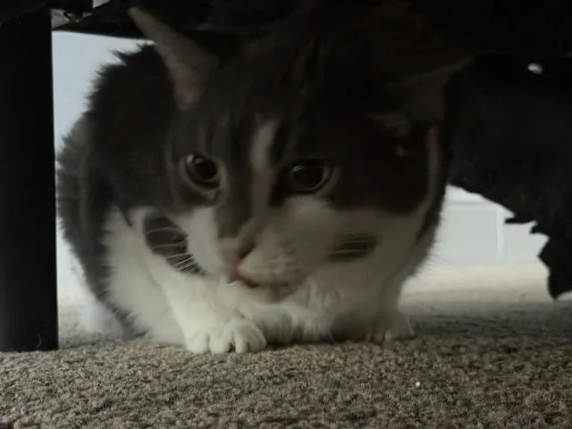 Missy thumbnail 2