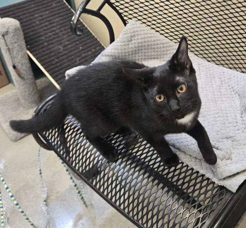 A baby small-sized male Black Domestic Short Hair cat named Noisette for adoption in New Rochelle, NY