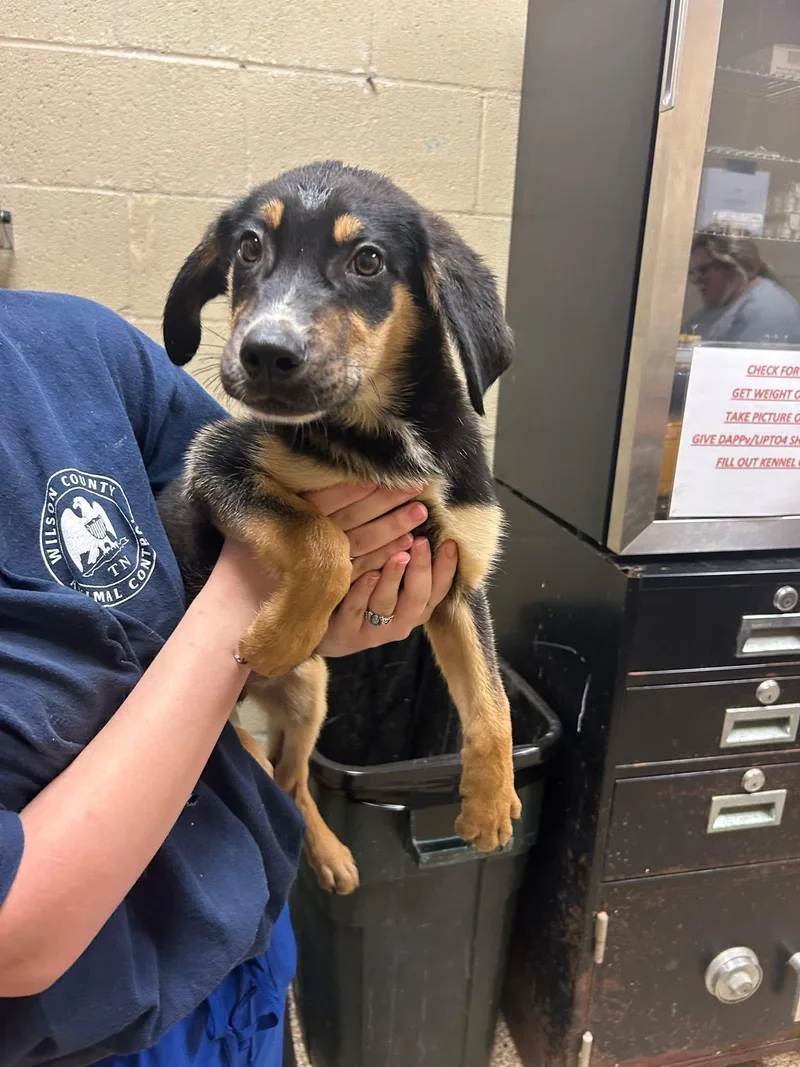 A baby medium-sized male Black Shepherd dog named Carl Dean for adoption in Lebanon, TN
