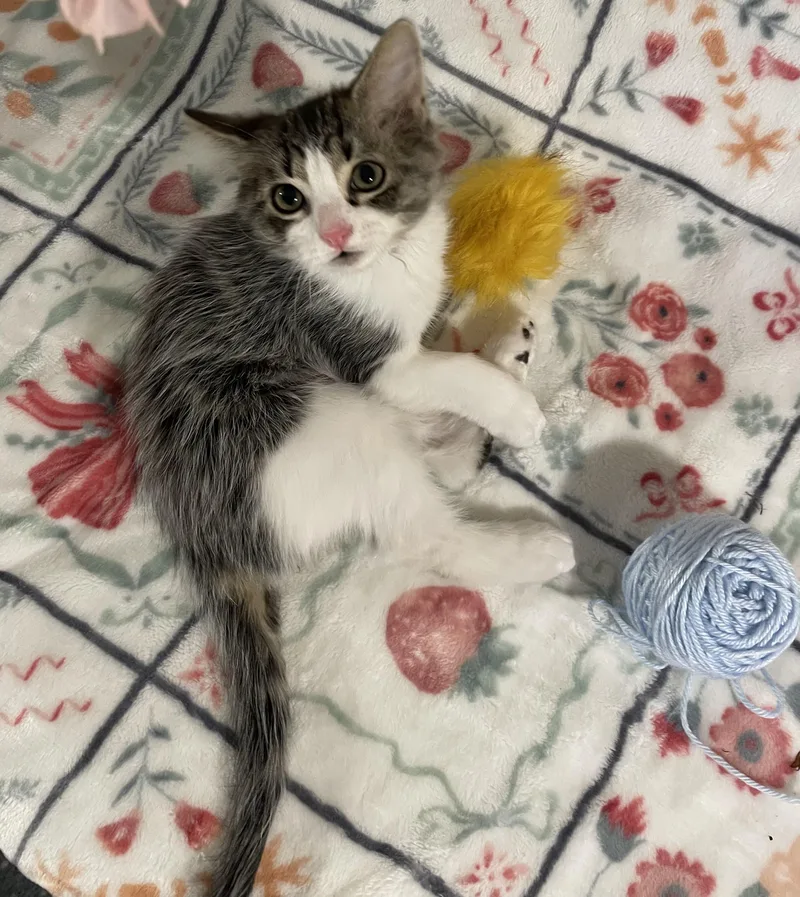 A baby medium-sized female Tabby (Brown / Chocolate) Domestic Short Hair cat named Dos for adoption in Bethel, OH
