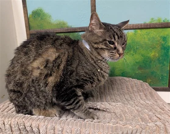 An adult medium-sized female Domestic Short Hair cat named Ella for adoption in Houston, TX