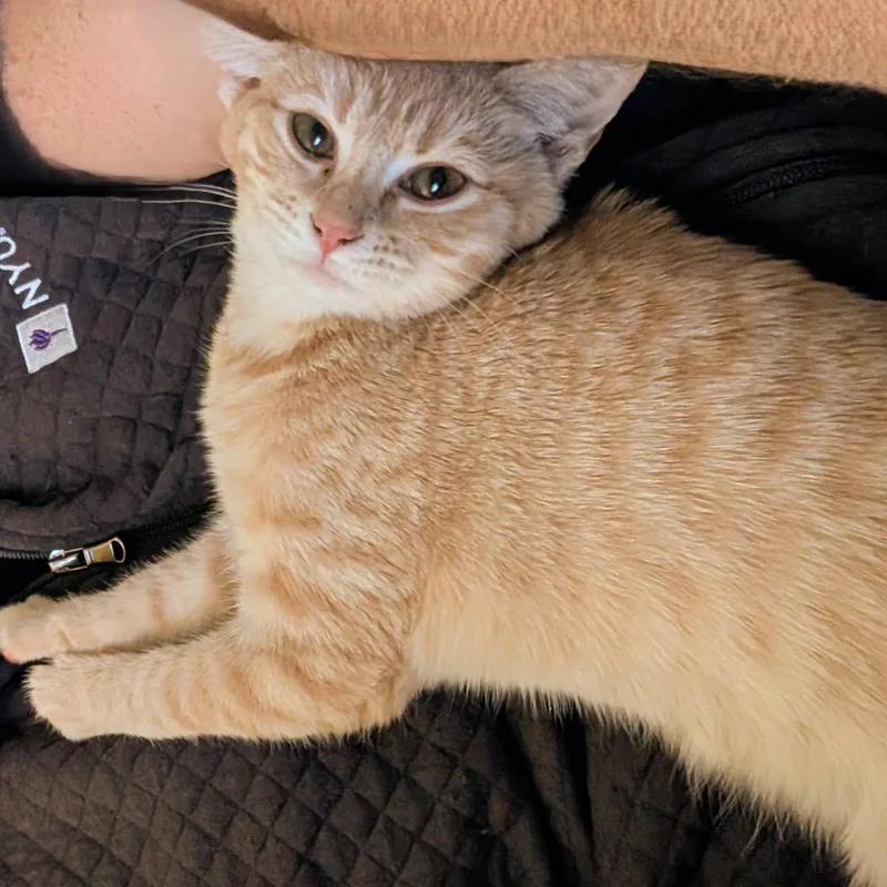 Stardust thumbnail 2