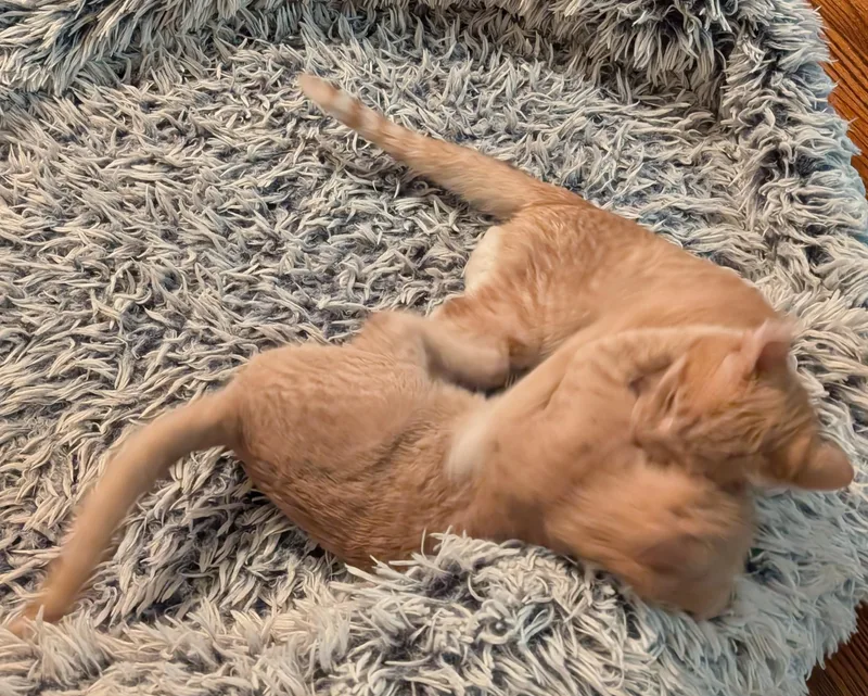 Stardust thumbnail 3