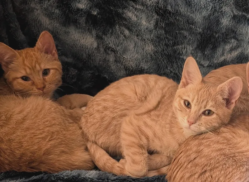 Stardust thumbnail 4