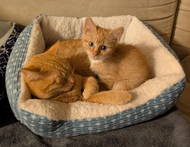 Stardust thumbnail 6