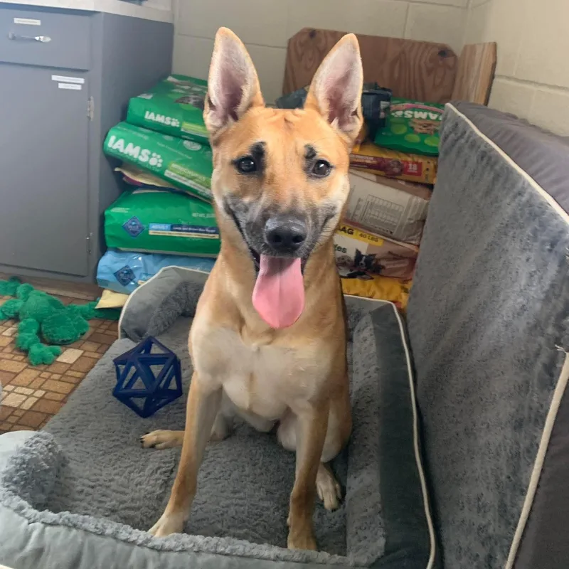 A young medium-sized female Golden Mixed Breed dog named Roxy for adoption in Eureka, IL