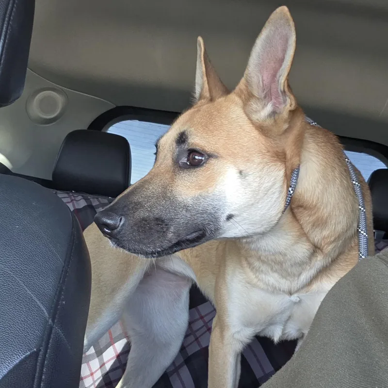 Roxy thumbnail 4