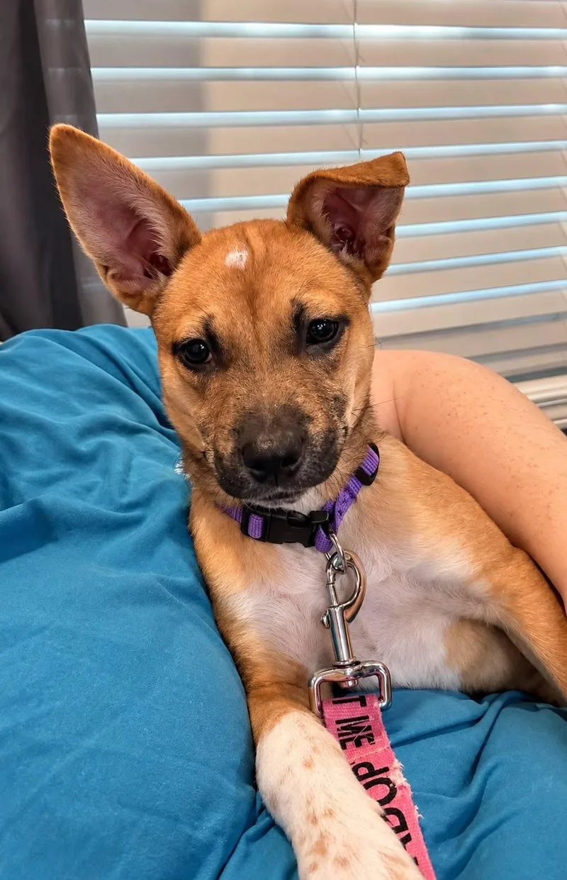A baby medium-sized female Terrier dog named Josie for adoption in Jefferson City, MO
