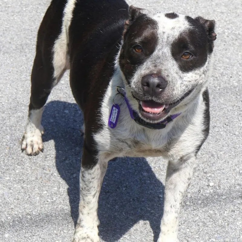 An adult medium-sized female Black Cattle Dog dog named Mila for adoption in Hollister, MO