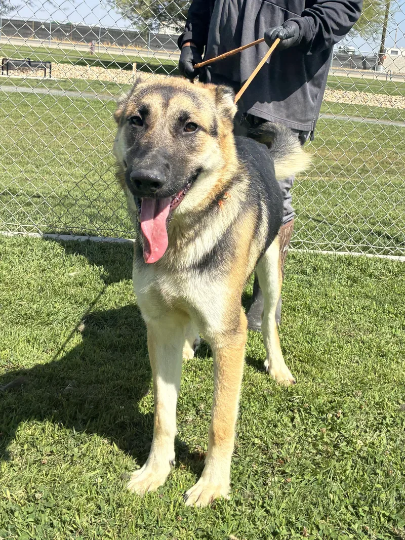 An adult large-sized male Bicolor German Shepherd Dog dog named Archie for adoption in Delano, CA