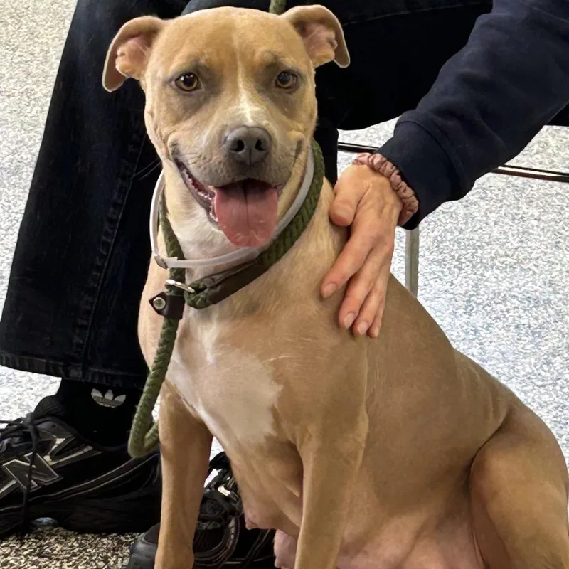 An adult medium-sized female Yellow / Tan / Blond / Fawn Pit Bull Terrier dog named Lizzie for adoption in Hawthorne, CA