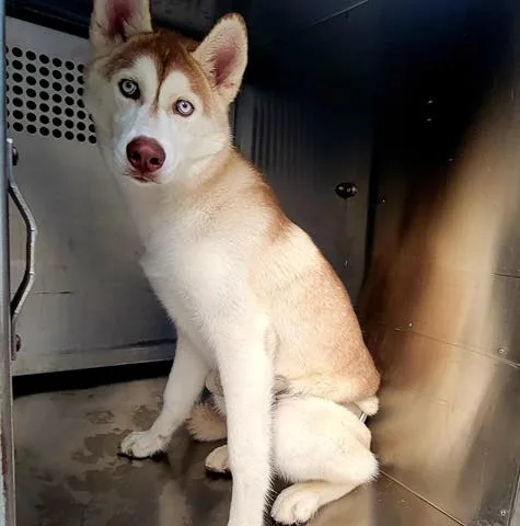 A young large-sized male Siberian Husky dog named Yimyims for adoption in Garland, TX