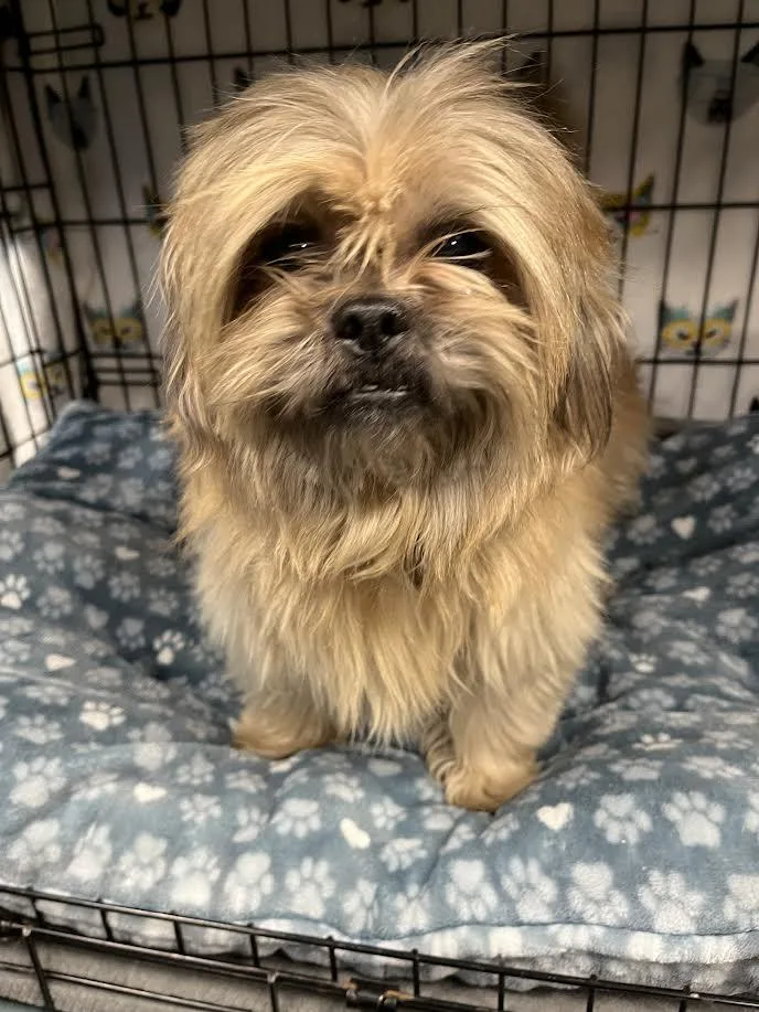 An adult small-sized male Shih Tzu dog named Cooper for adoption in Chatsworth, CA