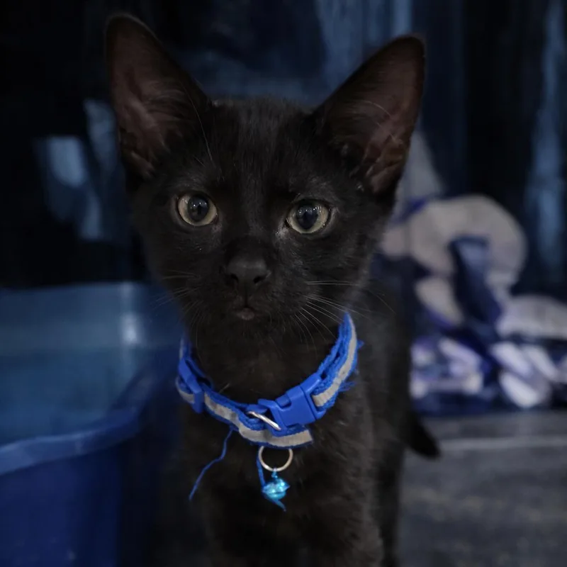 A baby small-sized male Black Domestic Short Hair cat named Clover Lux for adoption in Madison, WI