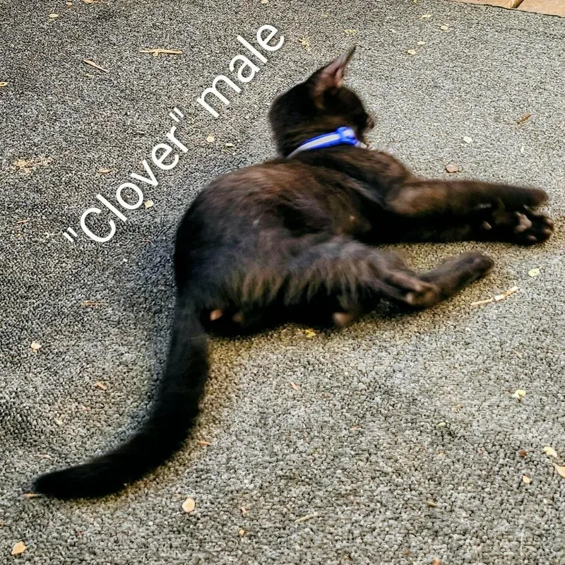 Clover Lux thumbnail 2